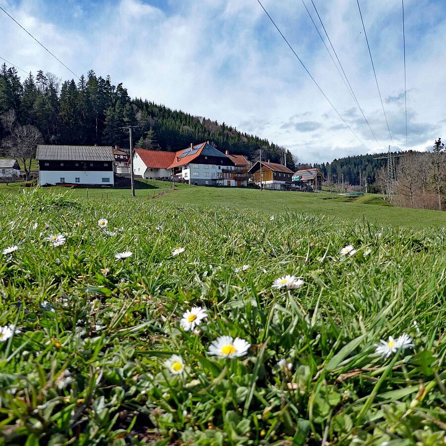 Wanderung zum Schloesslefelsen Tennenbronn 06