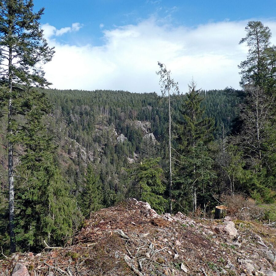 Wanderung zum Schloesslefelsen Tennenbronn 07