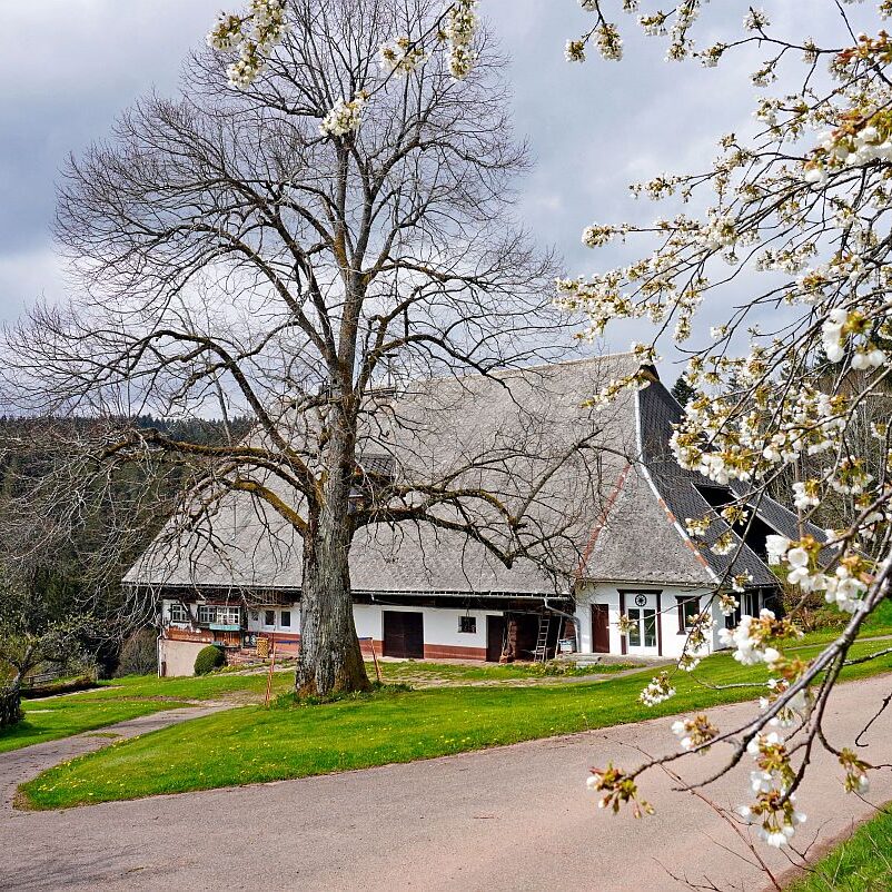 Hinterer Klausnhof Tennenbronn 04