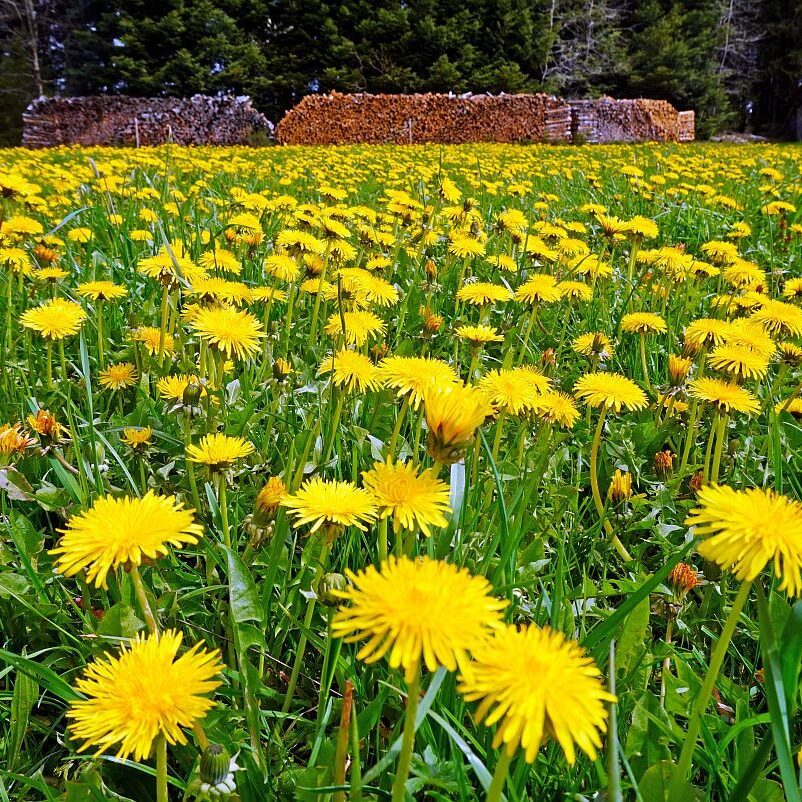 Hinterer Klausnhof Tennenbronn 08