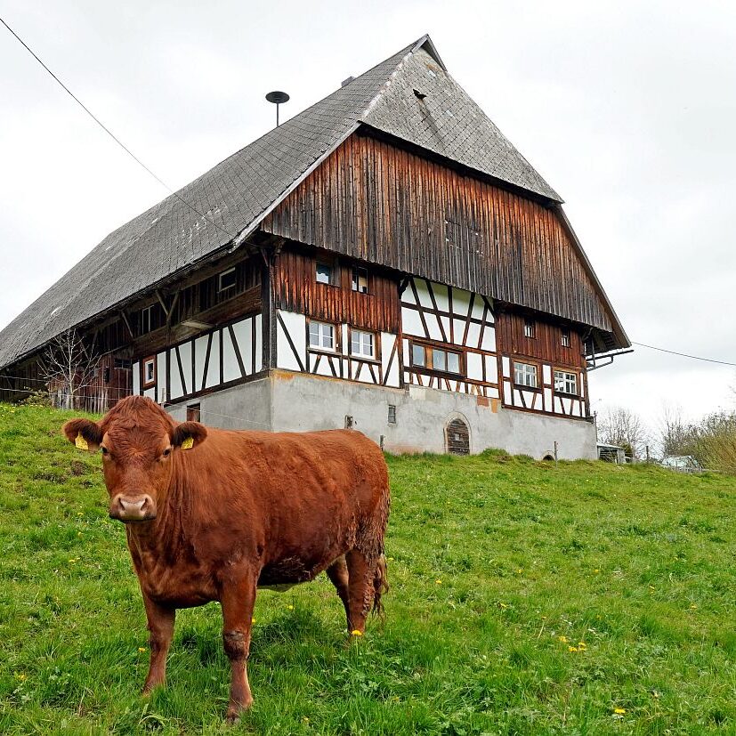 Hinterer Klausnhof Tennenbronn 09