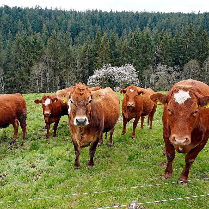 Hinterer Klausnhof Tennenbronn 10