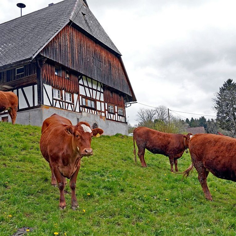 Hinterer Klausnhof Tennenbronn 11