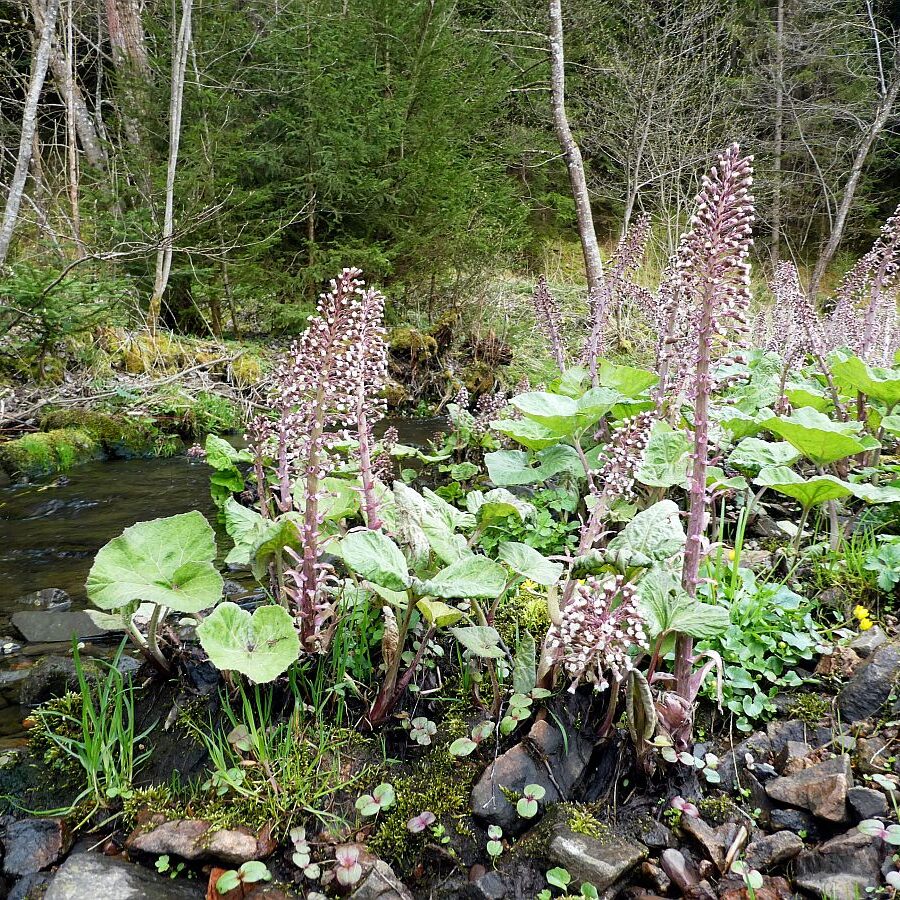Pestwurz Wilder Rhabarber 01