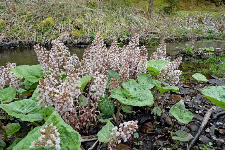 Pestwurz Wilder Rhabarber 07