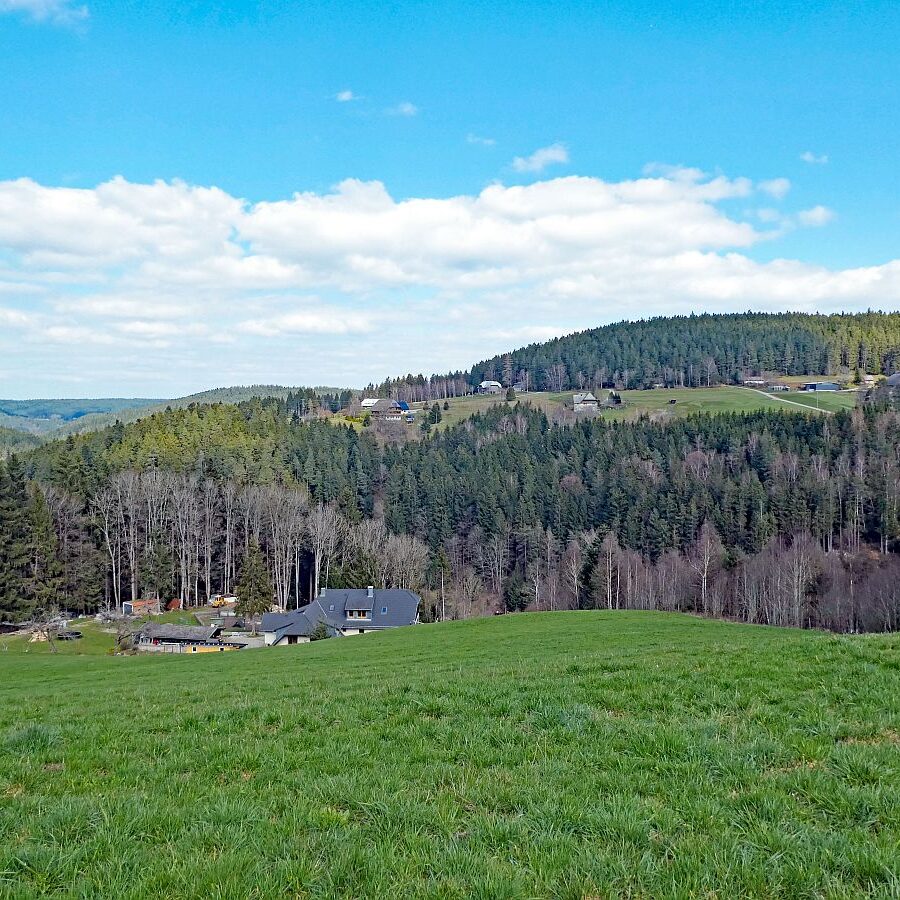 Sommerberg Kohlwald Tennenbronn 02