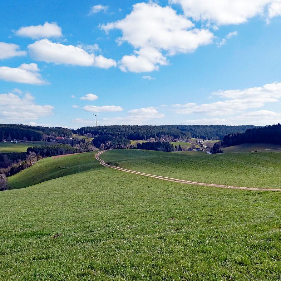 Sommerberg Kohlwald Tennenbronn 04