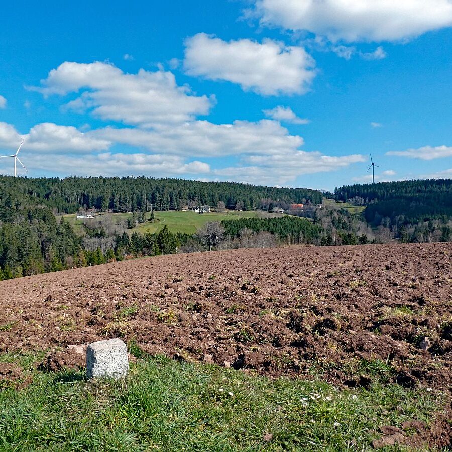 Sommerberg Kohlwald Tennenbronn 07