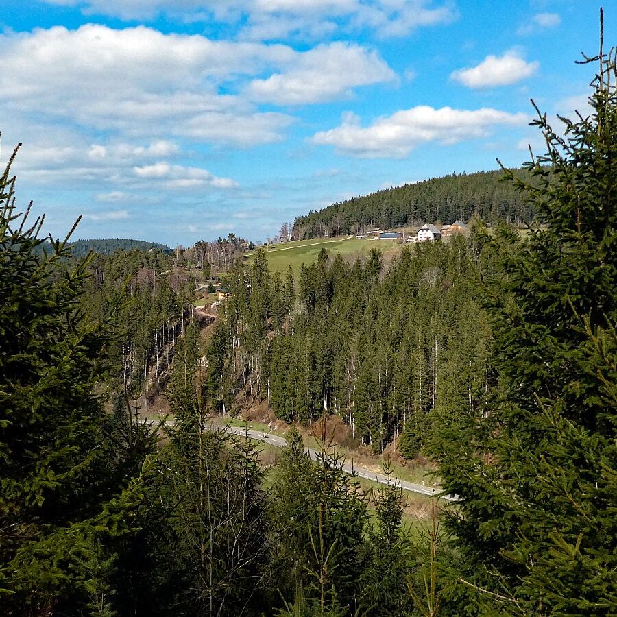 Sommerberg Kohlwald Tennenbronn 09