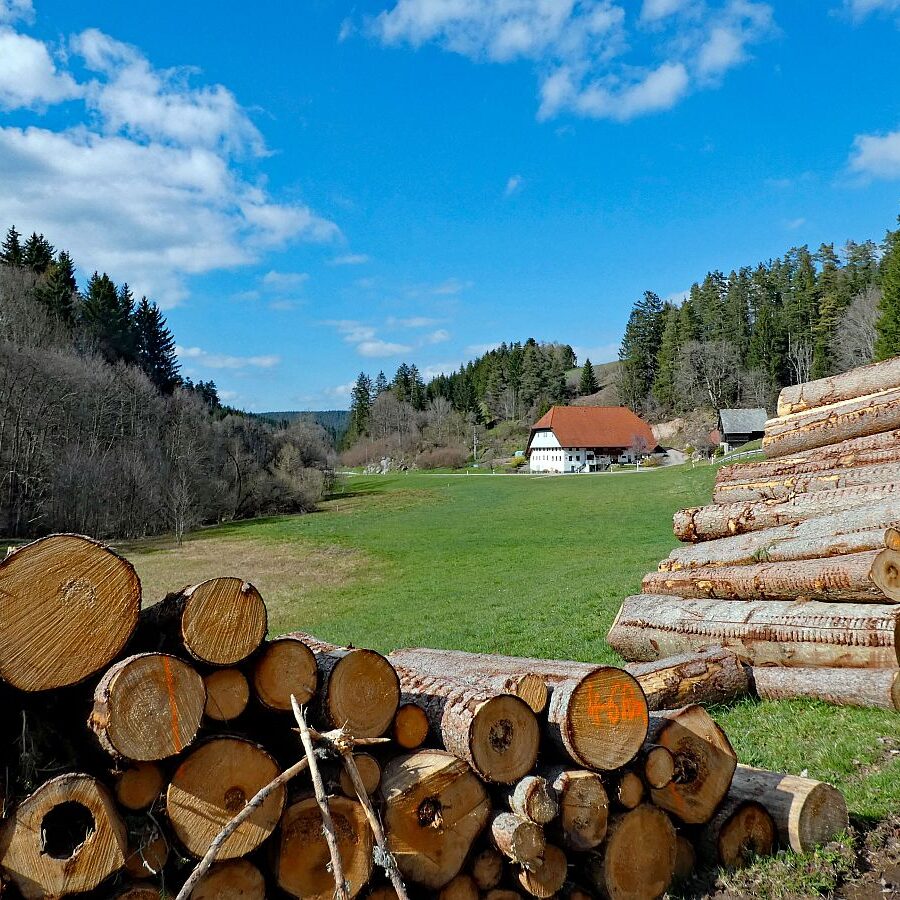 Sommerberg Kohlwald Tennenbronn 10