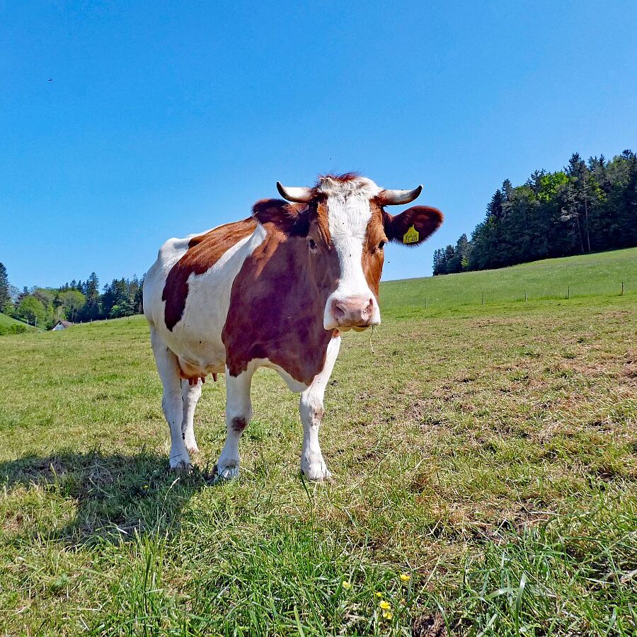 2023 Erste Heuernte 02