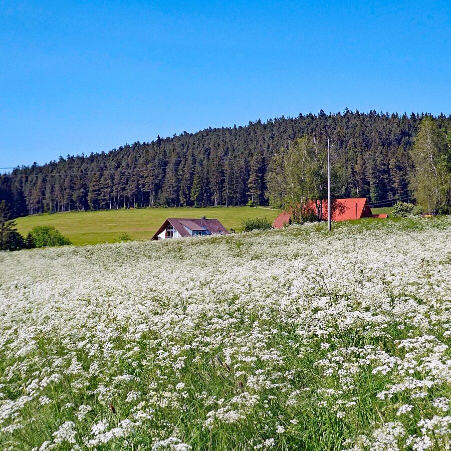 2023 Erste Heuernte 08