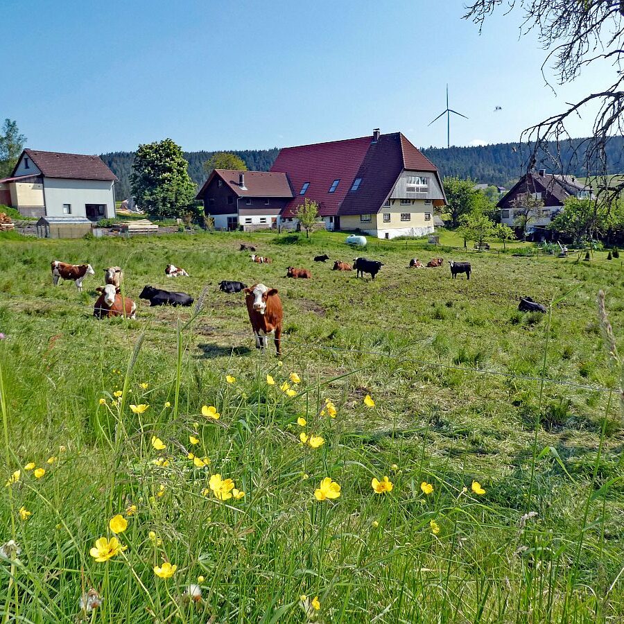 2023 Erste Heuernte 12