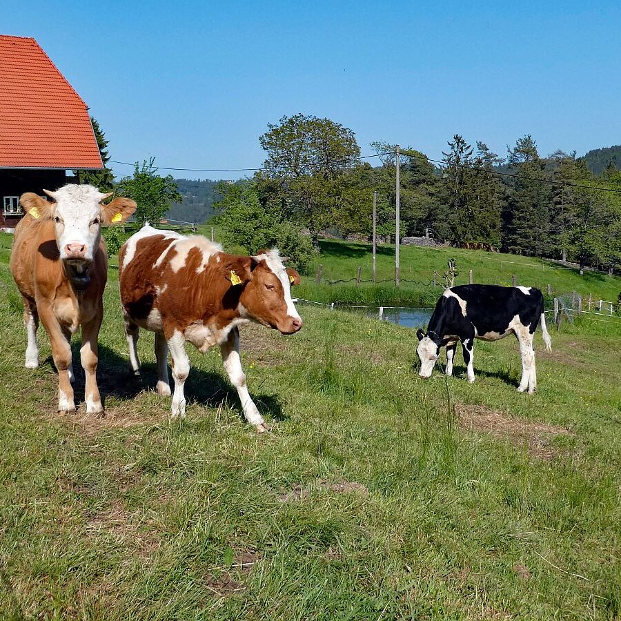 2023 Erste Heuernte 13