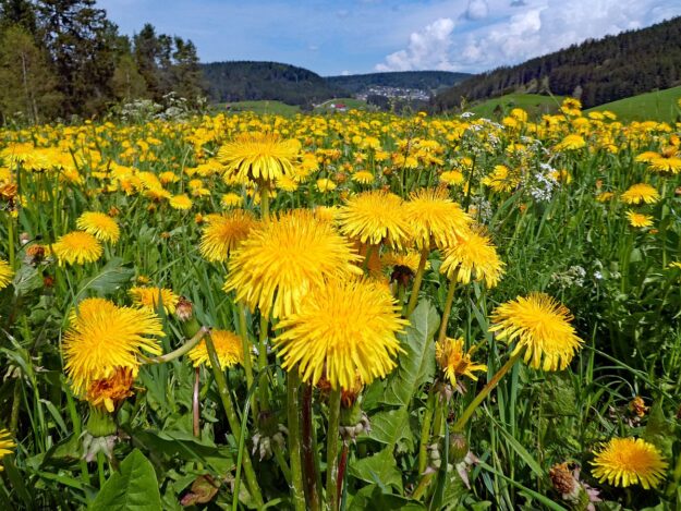 Löwenzahnblüte Hub Kohlwald Mooshof 08