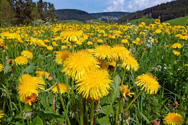 Löwenzahnblüte Hub Kohlwald Mooshof 08