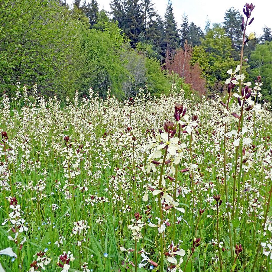 Wanderung über Ecke Trombach Purpen 04