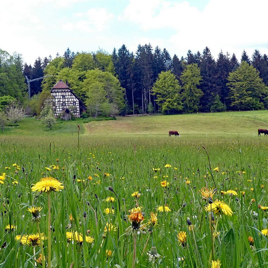 Wanderung über Ecke Trombach Purpen 06