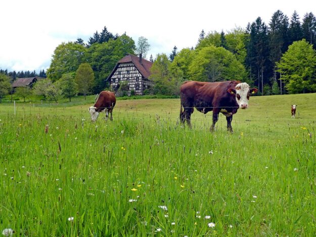 Wanderung über Ecke Trombach Purpen 07