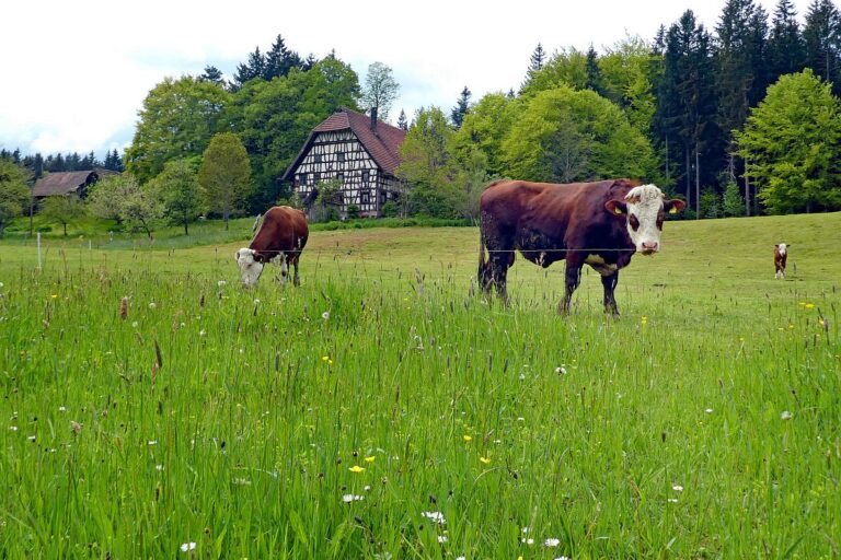 Wanderung über Ecke Trombach Purpen 07