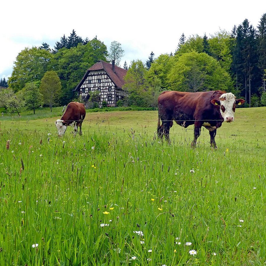 Wanderung über Ecke Trombach Purpen 07