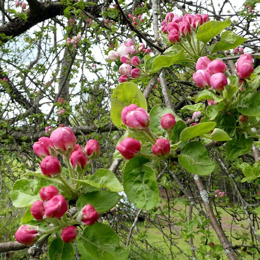Wanderung über Ecke Trombach Purpen 08