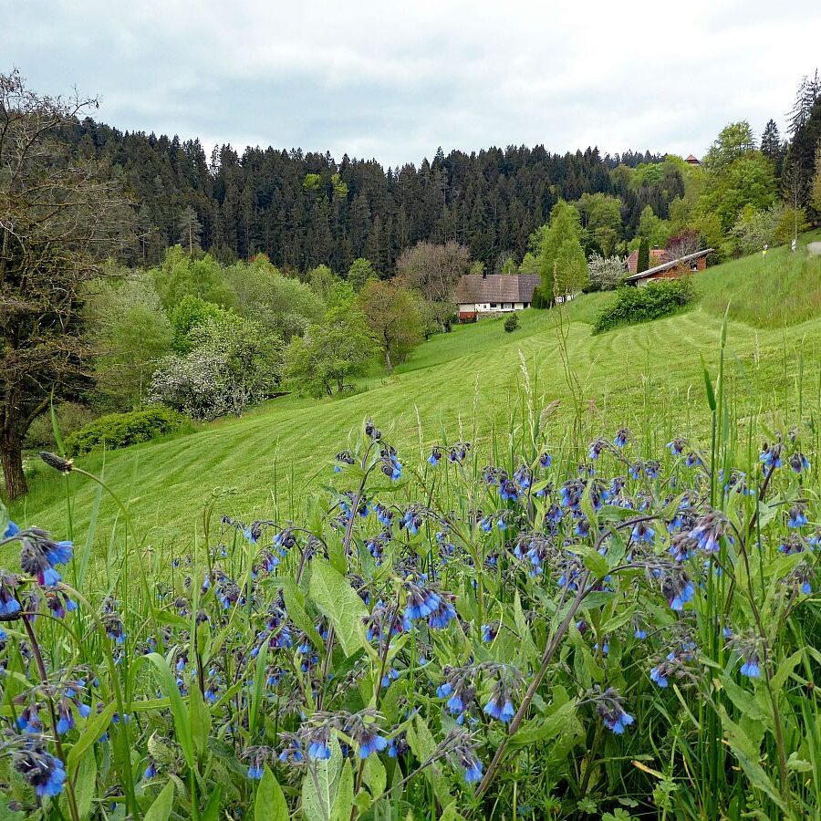 Wanderung über Ecke Trombach Purpen 10