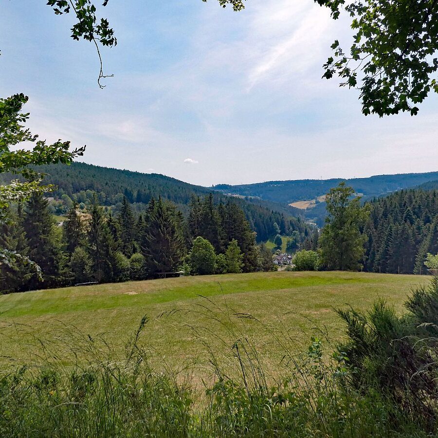 Auerhahn Wanderweg Tennenbronn 02