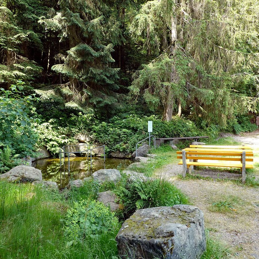Auerhahn Wanderweg Tennenbronn 03