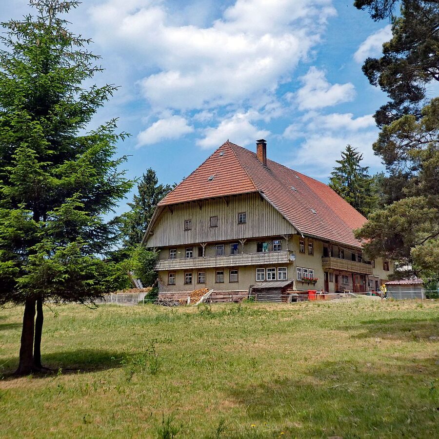 Auerhahn Wanderweg Tennenbronn 05