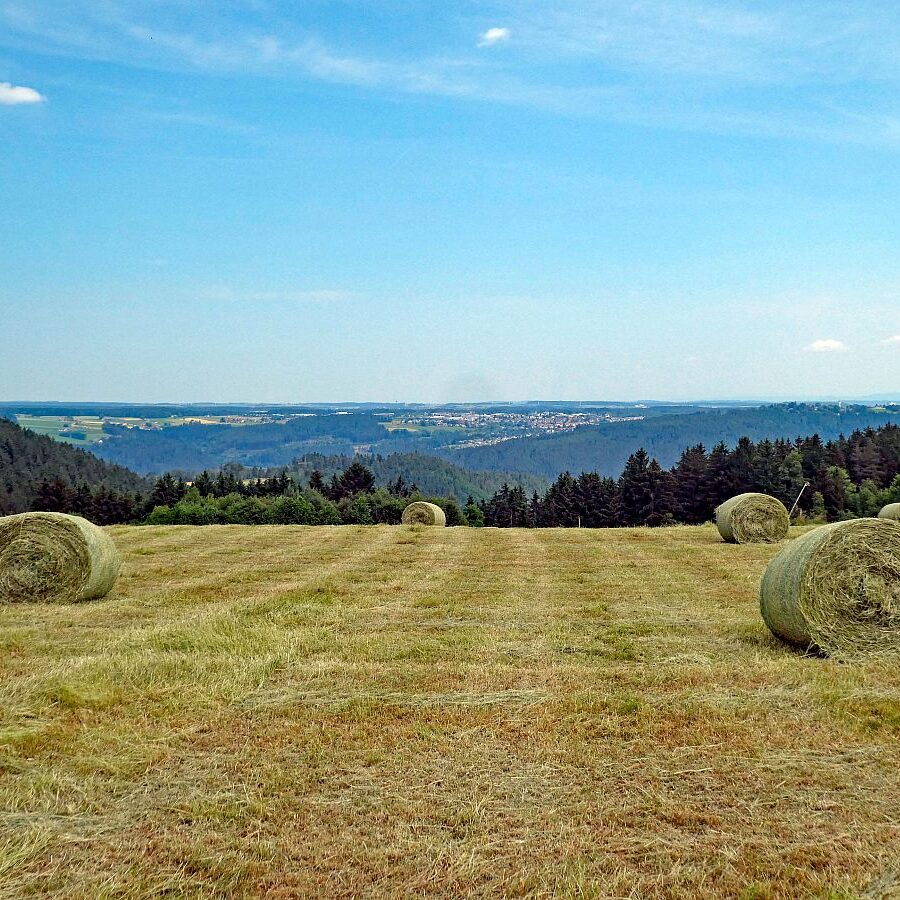 Auerhahn Wanderweg Tennenbronn 06