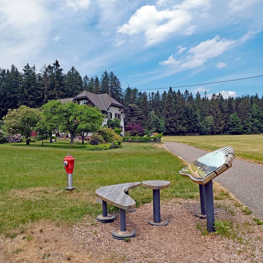 Auerhahn Wanderweg Tennenbronn 07