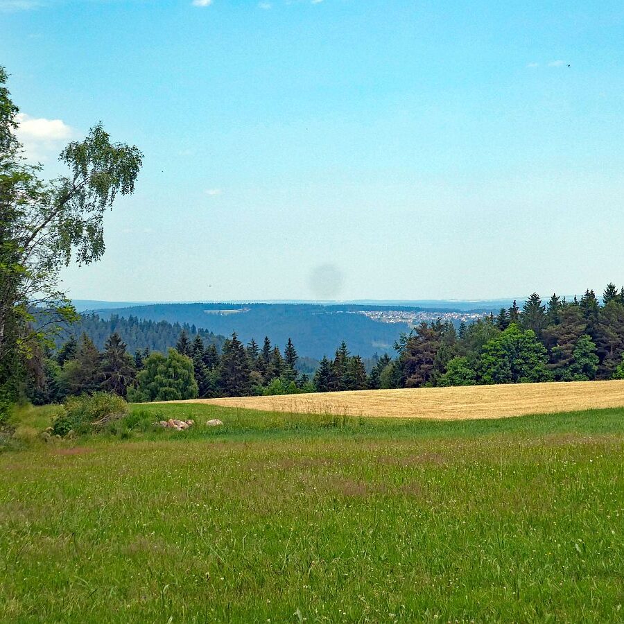 Auerhahn Wanderweg Tennenbronn 09