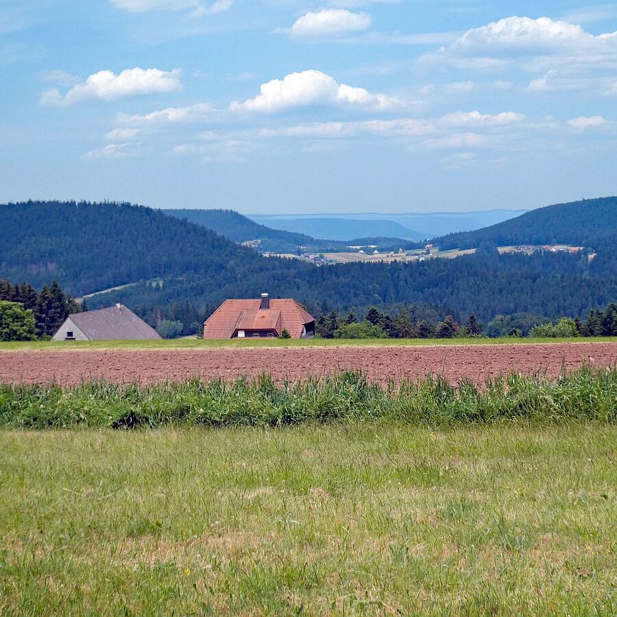 Auerhahn Wanderweg Tennenbronn 11