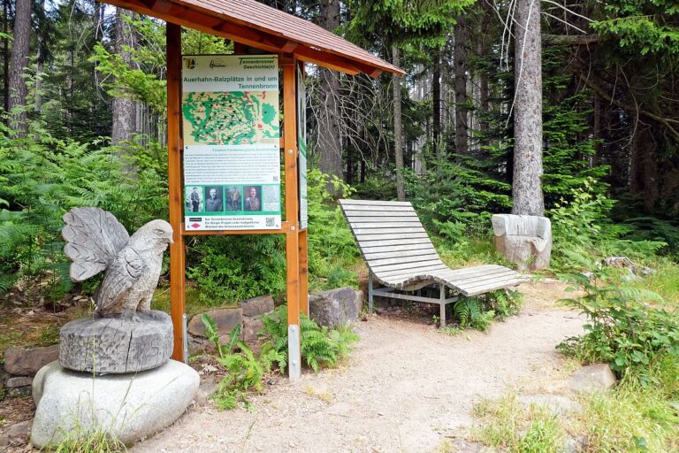 Auerhahn Wanderweg Tennenbronn 12