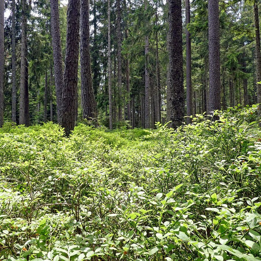 Auerhahn Wanderweg Tennenbronn 15