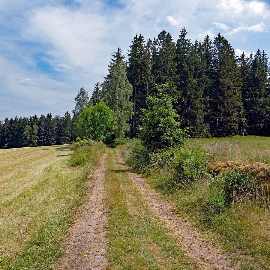 Auerhahn Wanderweg Tennenbronn 17