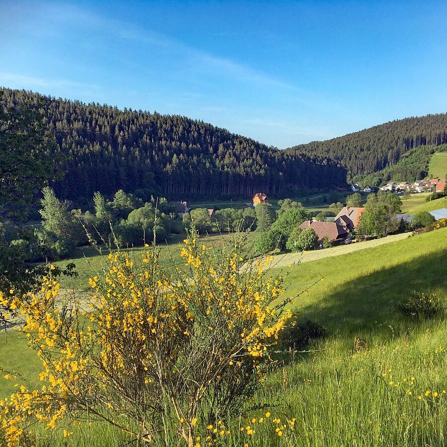 Ginsterblüte Tennenbronn 01