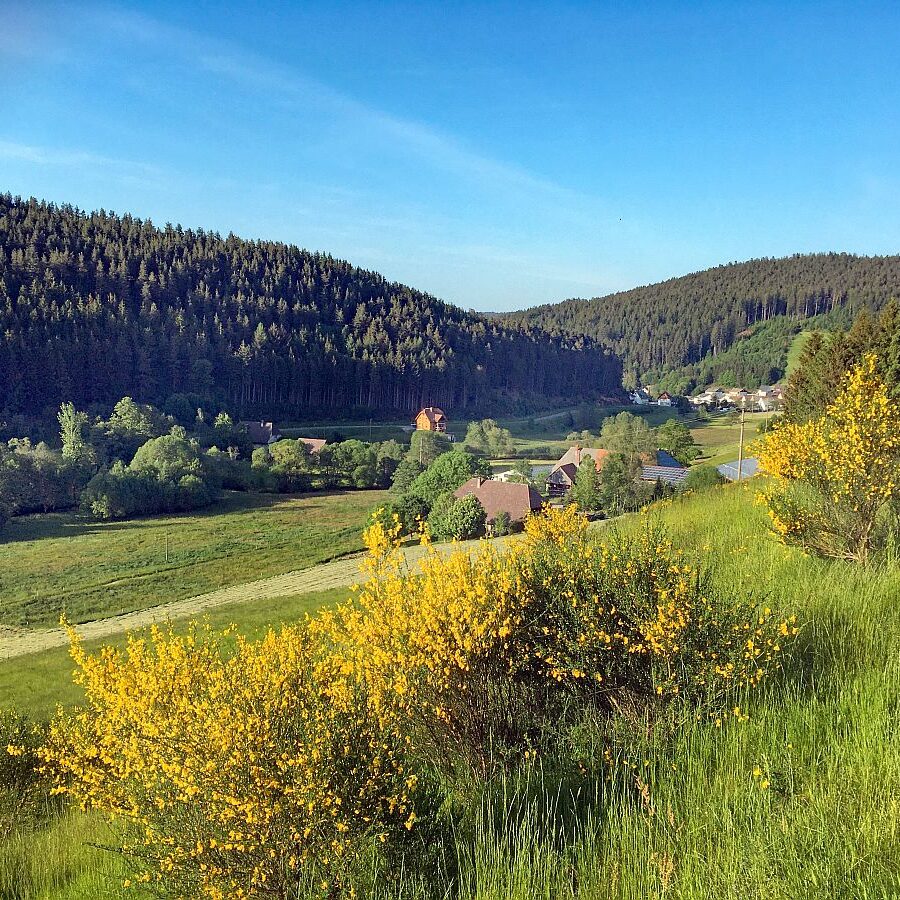 Ginsterblüte Tennenbronn 02