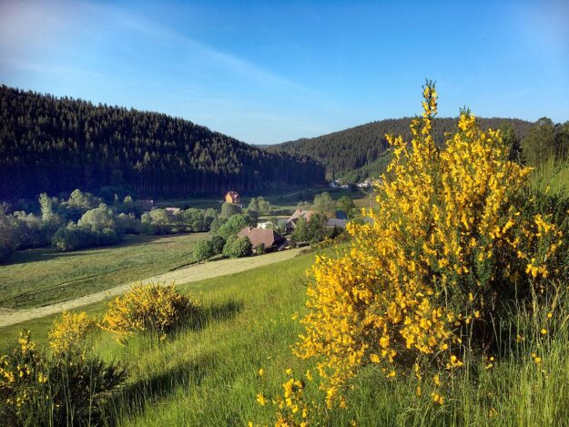 Ginsterblüte Tennenbronn 03 Ginsterblüte Tennenbronn 03