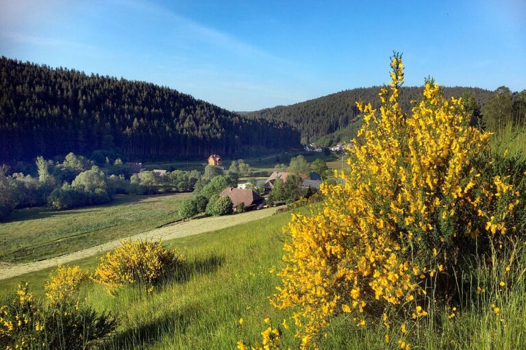 Ginsterblüte Tennenbronn 03