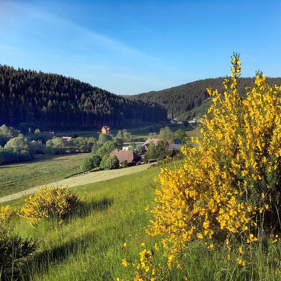 Ginsterblüte Tennenbronn 03