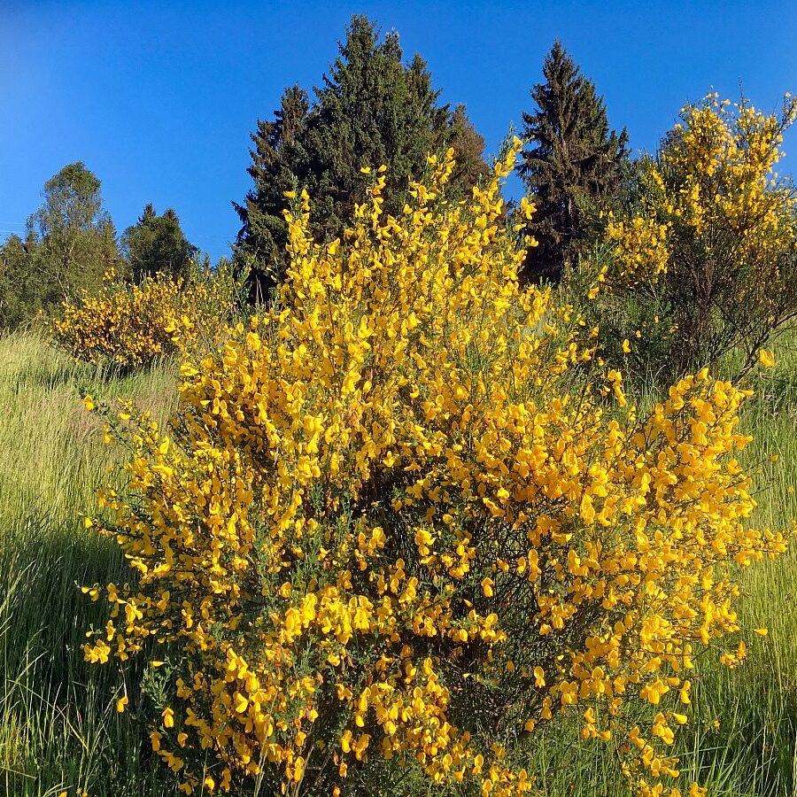 Ginsterblüte Tennenbronn 04