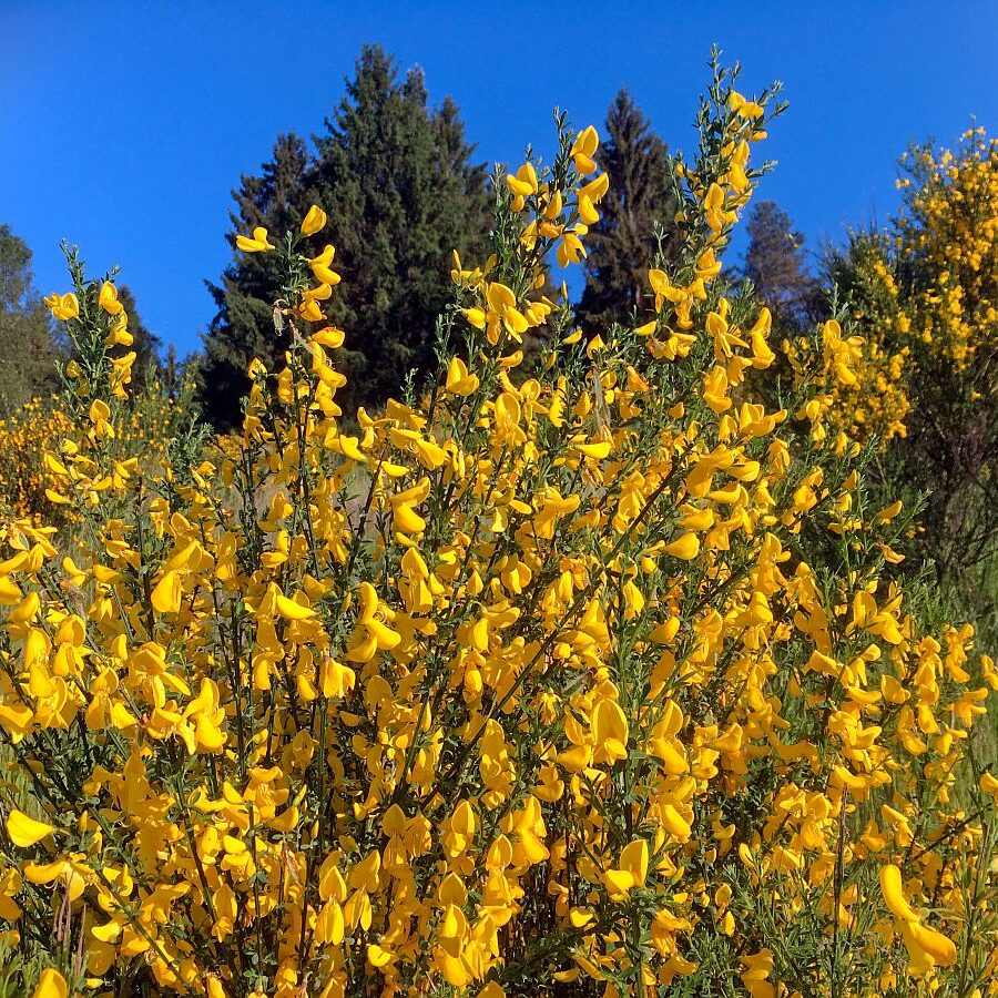 Ginsterblüte Tennenbronn 05