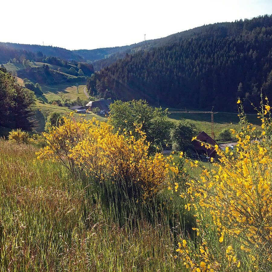 Ginsterblüte Tennenbronn 06