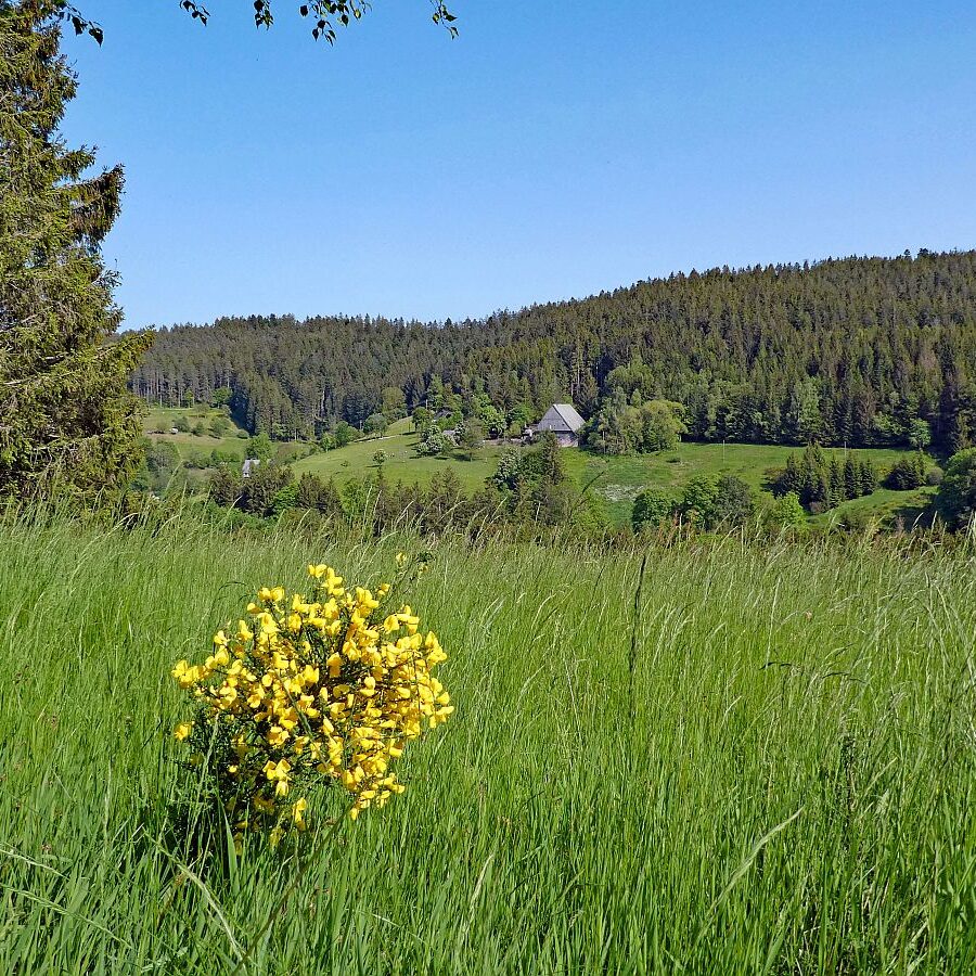 Mittelbergrunde Unterschiltach Tennenbronn 06