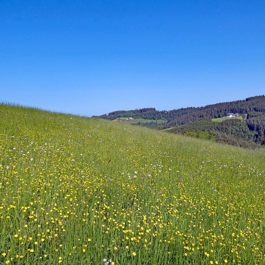 Mittelbergrunde Unterschiltach Tennenbronn 18