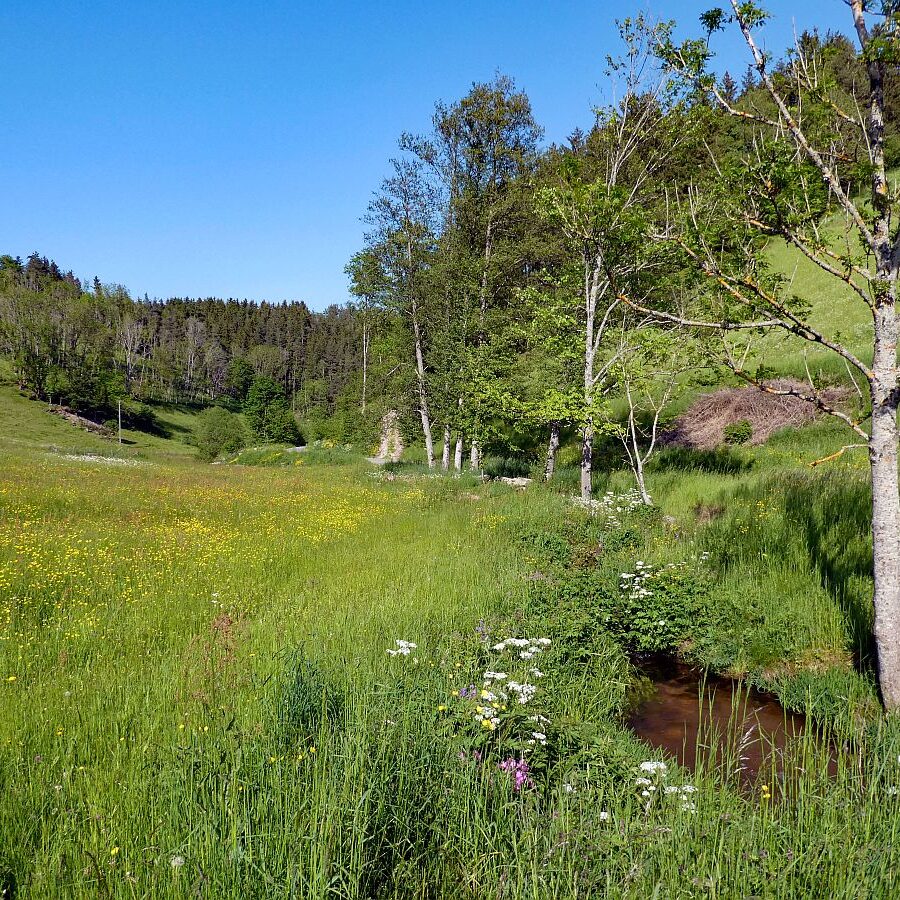 Mittelbergrunde Unterschiltach Tennenbronn 19