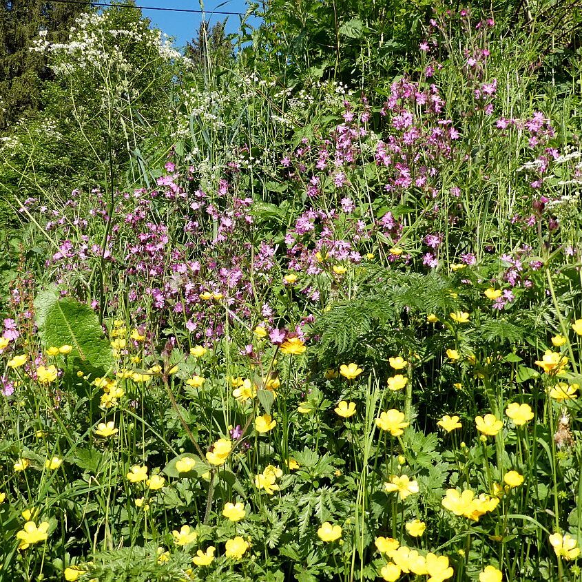 Mittelbergrunde Unterschiltach Tennenbronn 22