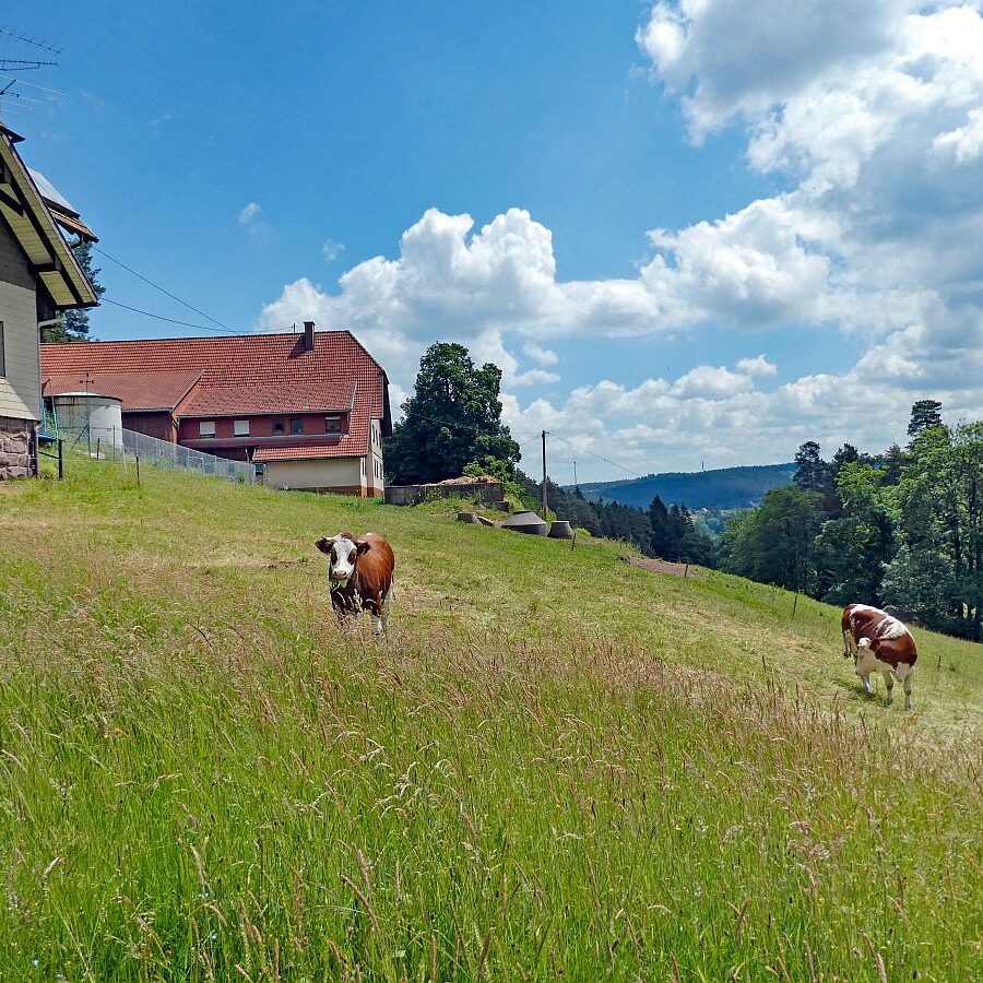 Wanderung durch den Dobel Linde und Gersbach 08